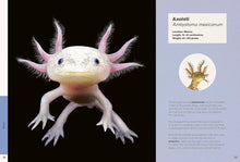 Load image into Gallery viewer, Weird and Wonderful - Ben Rothery