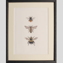 Load image into Gallery viewer, Bee print - Claire Vaughan Designs