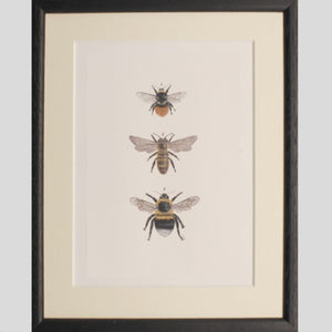 Bee print - Claire Vaughan Designs