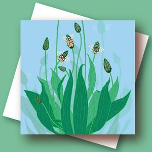 Greetings cards - Umbellifer