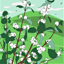 Load image into Gallery viewer, Greetings cards - Umbellifer
