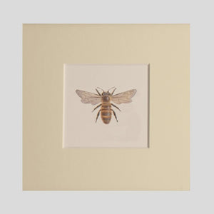 Bee print - Claire Vaughan Designs