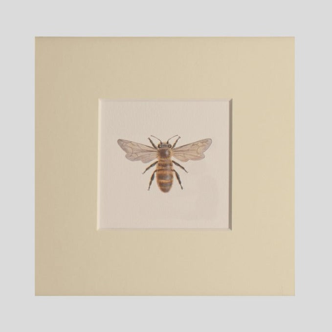 Bee print - Claire Vaughan Designs